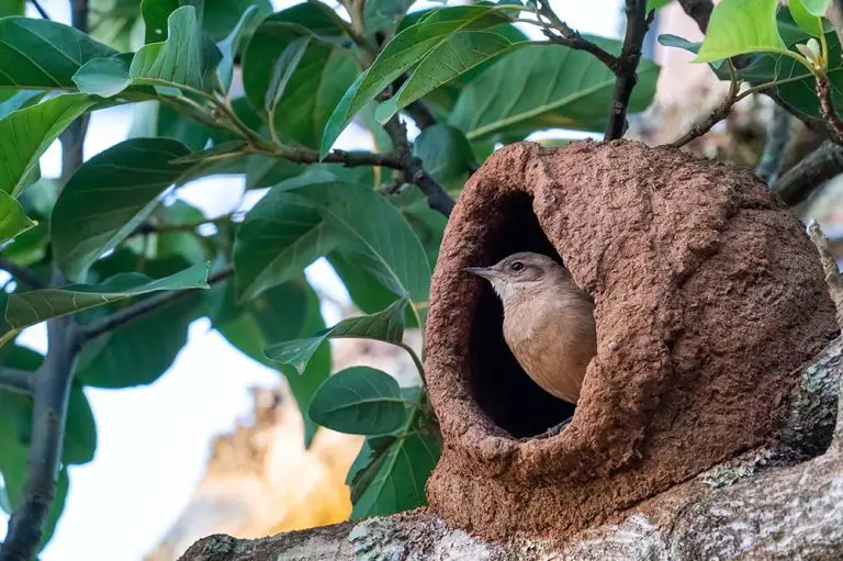 All Types Of Bird Nests With Species Examples