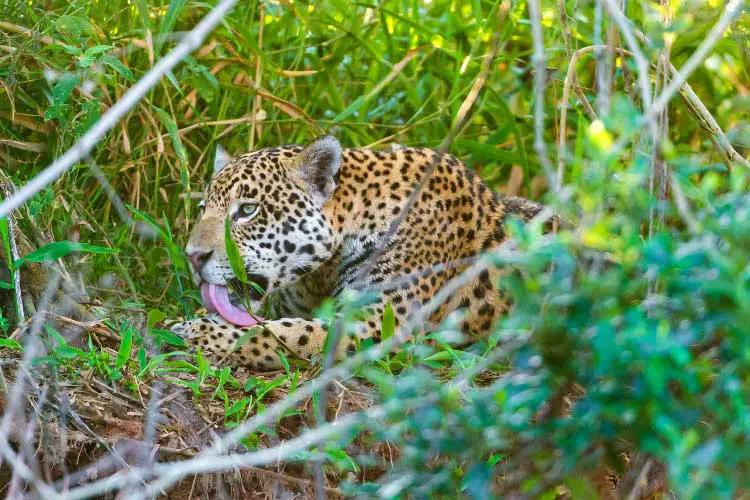 Wildlife in Brazil - Home to the Amazon, Pantanal and Cerrado