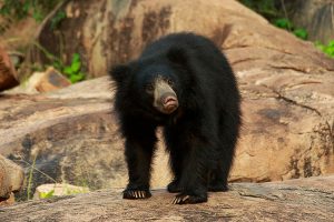 Where To See Bears | A Worldwide Guide With Every Species