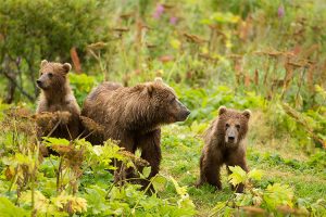 Where to See Bears | A Worldwide Guide With Every Species