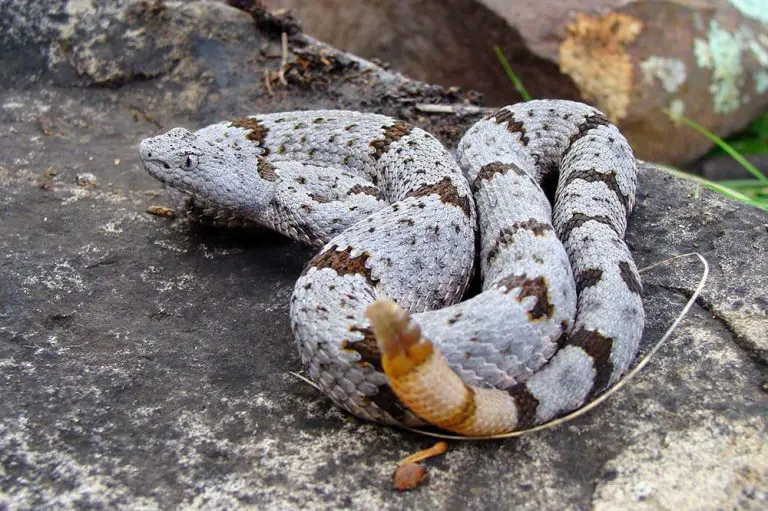 100 Species of Snake Organised by Family and Subfamily (200+ Photos)