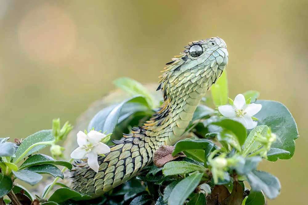 🔥 Atheris hispida, or rough-scaled bush viper, looking extremely