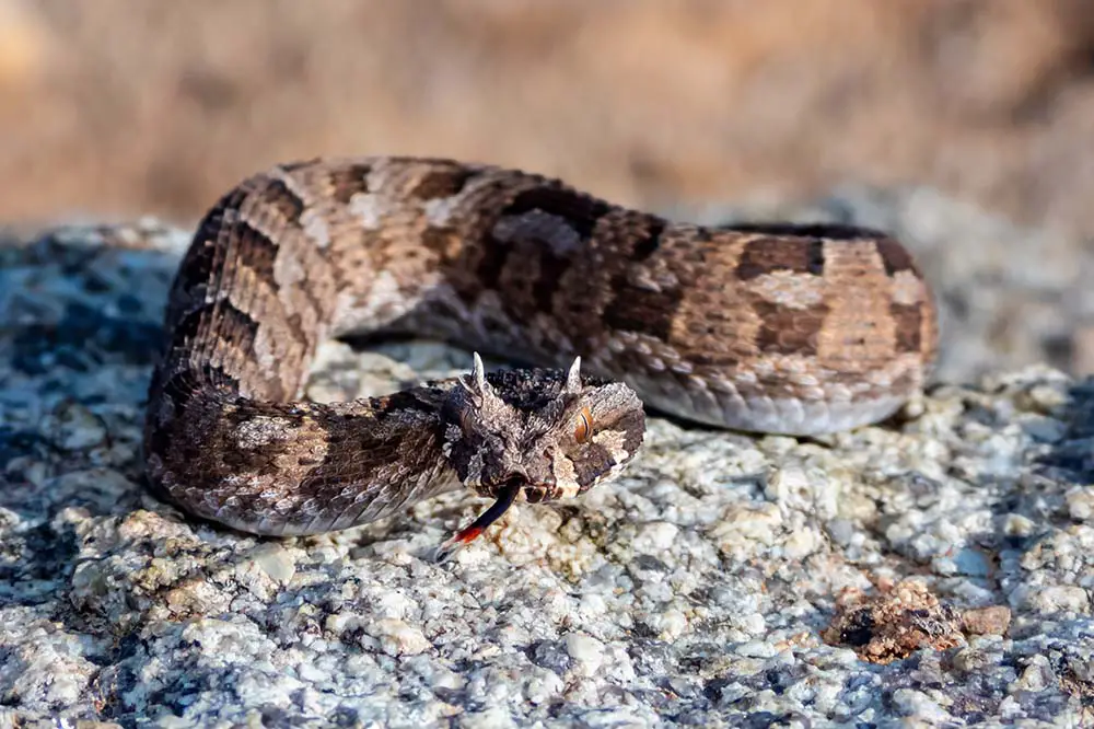 Hognose Snake, Weird n' Wild Creatures Wiki