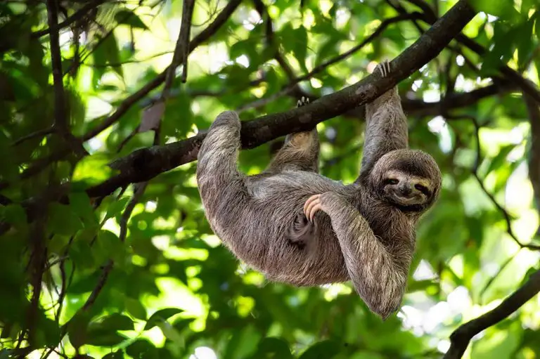 How Animals Climb Trees | Arboreal Locomotion - Textbook Travel