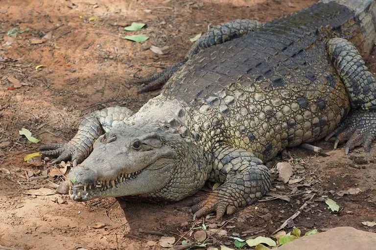 All 27 Species of Crocodilian (Inc. 3 Recently Discovered)