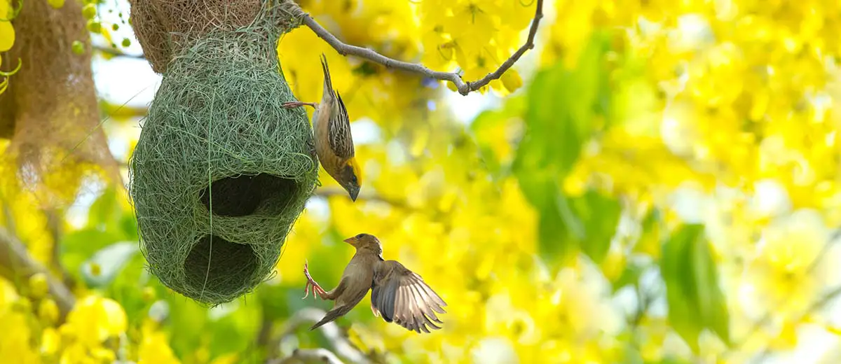Edible bird's nest - Wikipedia