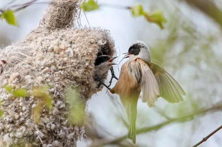 All 13 Types of Bird Nests (With 30+ Species Examples)