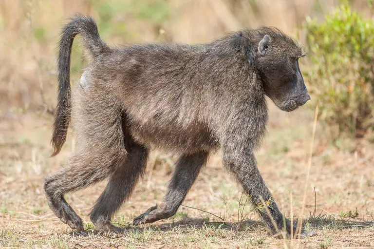 All 9 Baboon & Mandrill Species (World's Largest Monkeys)