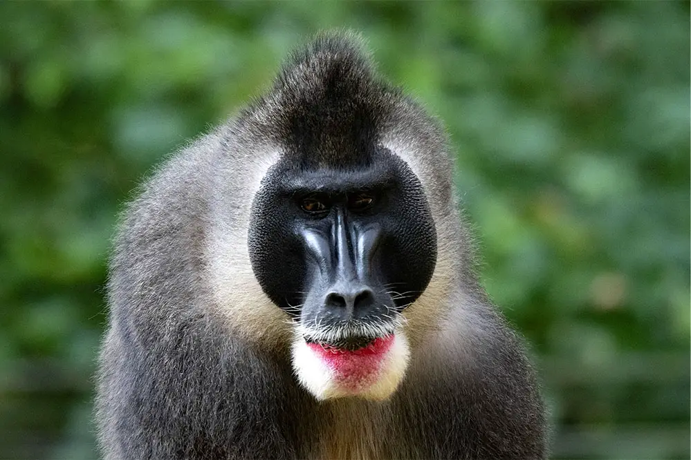 Mandrill, The Largest Monkey of Africa - Taman Safari Bali