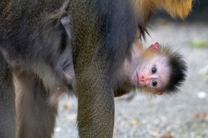 All 9 Baboon & Mandrill Species (World's Largest Monkeys)